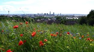 picture of Everton park