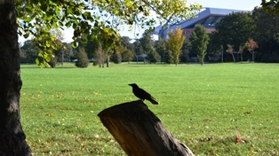 picture of stanley park